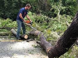 Itasca, TX Tree Services Company