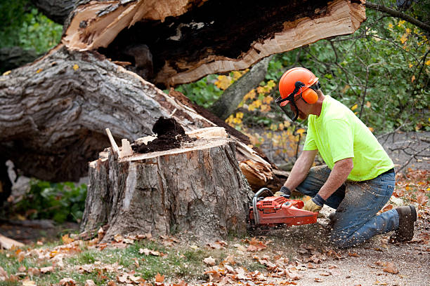 Best Palm Tree Trimming  in Itasca, TX