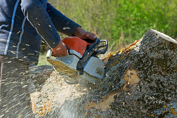 Best Root Management and Removal  in Itasca, TX