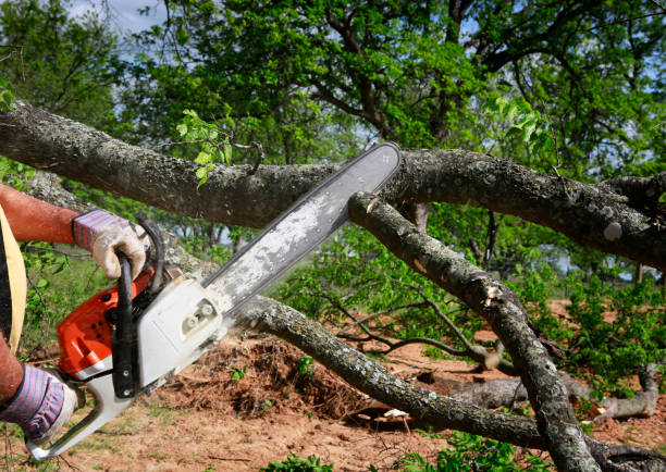 Best Tree Disease Treatment  in Itasca, TX